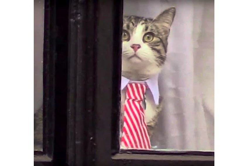 Julian Assange’s cat, all dressed up with a collar and tie, looks out from a window of the Ecuadorian embassy in London, Nov. 14.