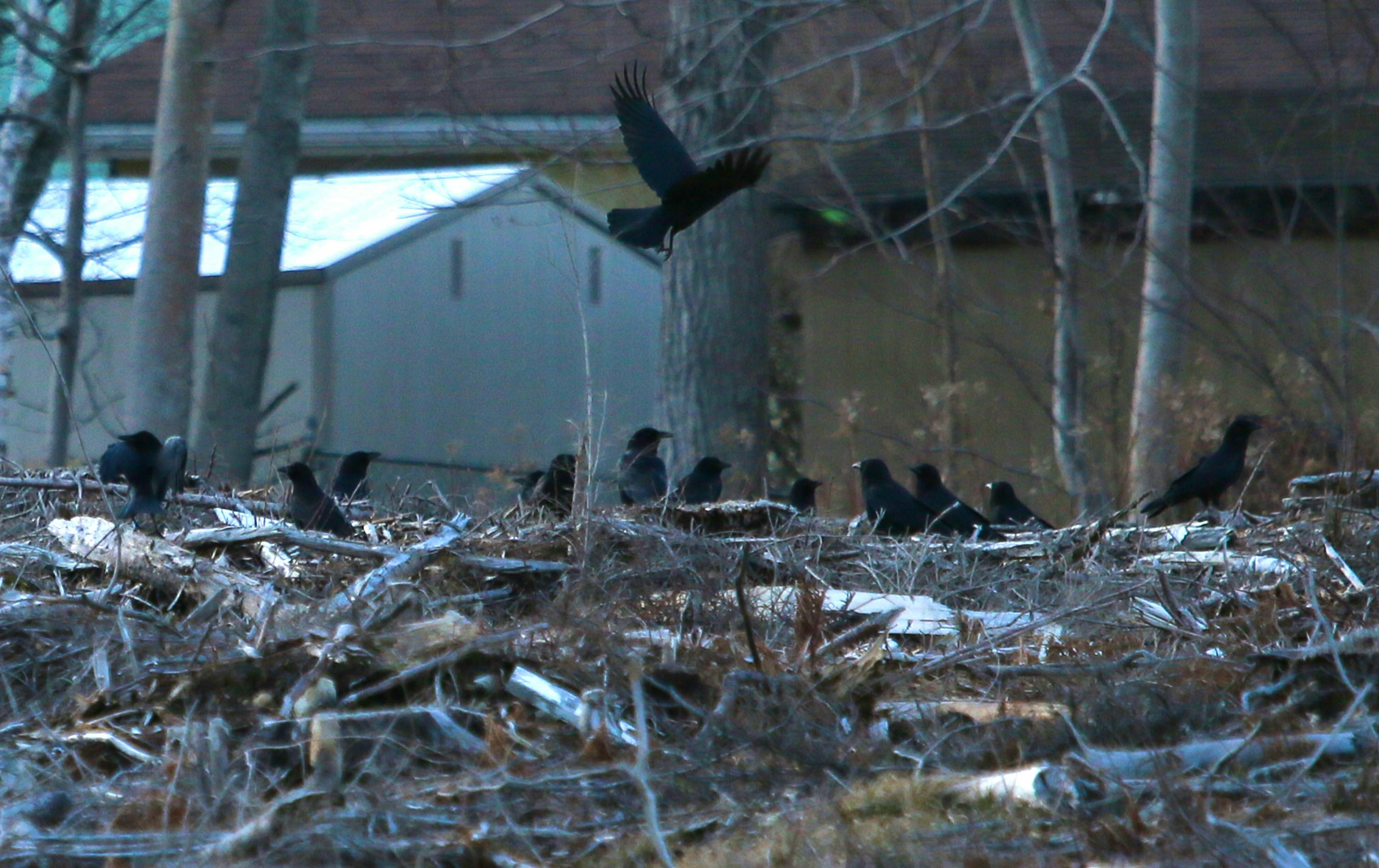 Crows gather on a small deforested area behind Mount Saint Vincent University in Halifax on Thursday, Jan. 2, 2020.