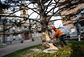 FOR NEWS STANDALONE:
A city worker trims the trunk of this year's Christmas tree, a 50-foot white spruce before it was lowered into its footing, in front of City Hall in the Grand Parade Thursday November 19, 2020. 

TIM KROCHAK PHOTO