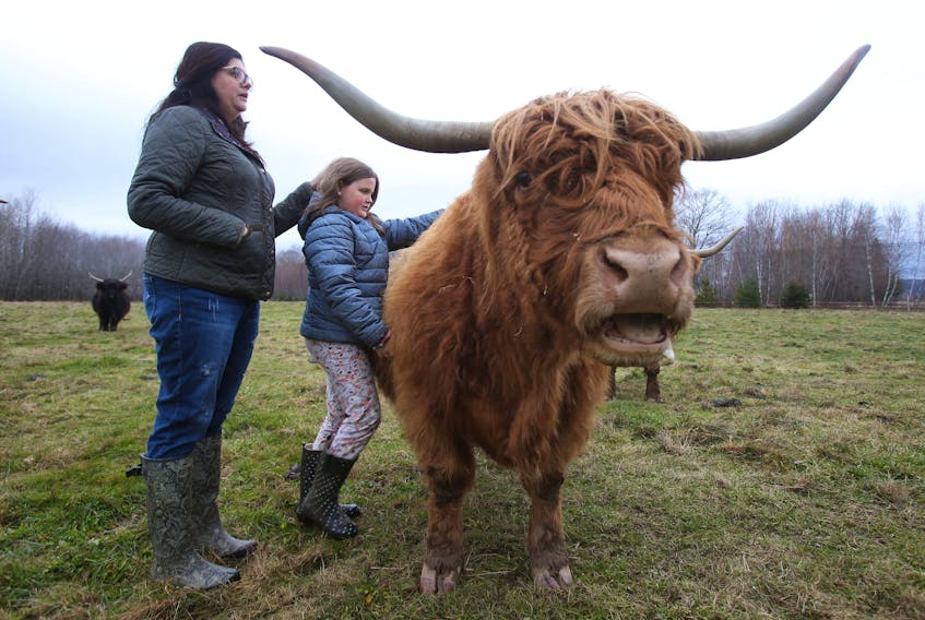 Stacey Corkum and her daughter Alexis, 7 with Liza, a 10-year-old Highland cow on their farm Hidden Meadow near Brooklyn Corner in the Annapolis Valley.
