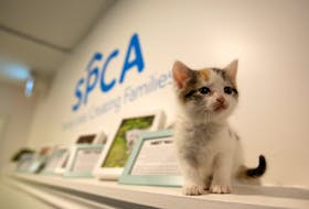 A kitten is seen in the veterinary clinic at the Nova Scotia SPCA shelter in Dartmouth on Wednesday, Dec. 23, 2020. The SPCA will be opening an animal hospital in early 2021 that will give pet owners access to veterinary care for their pets regardless of their financial situations.