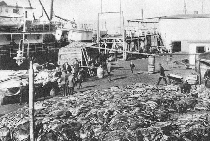 Pelts, fat and seal carcasses at Southside St. John's premises. This photo by St. John’s professional photographer James Vey (1852-1922) is reproduced from George Allan England's 1924 book, “Vikings of the Ice”. England writes, “if you want to avoid fat, keep away from this wharf. There are tons of it here.”