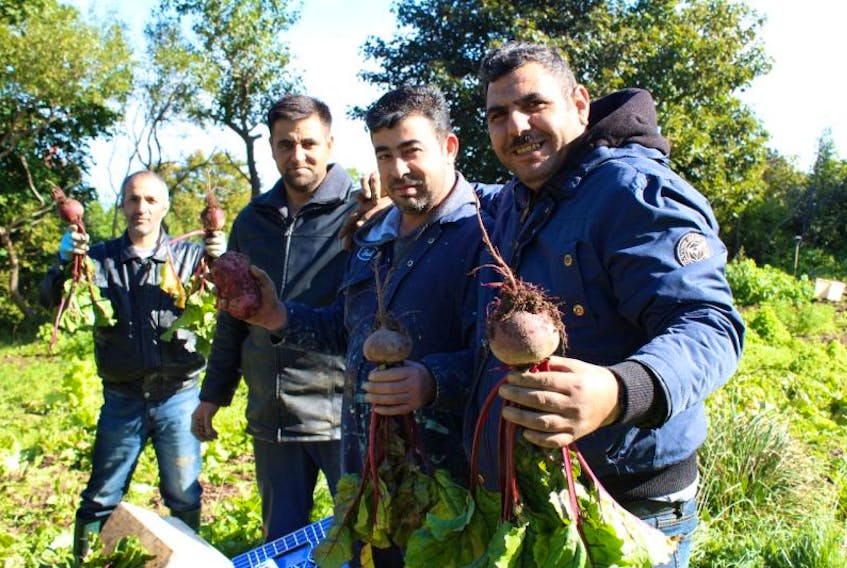 At the vegetable garden at the Mercy Centre for Ecology and Justice on Wednesday morning, (from left) Nidal Elmeimed, Imad al Ktifan, Monzer Rajab and Zeidan al Rajad helped to harvest the crops. These men are all new Canadians hailing from Syria, where they had all worked in agriculture, before war forced them from their country.