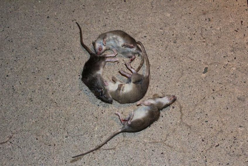 Linda Penney woke up on Tuesday morning to four rats caught in her St. John's backyard.