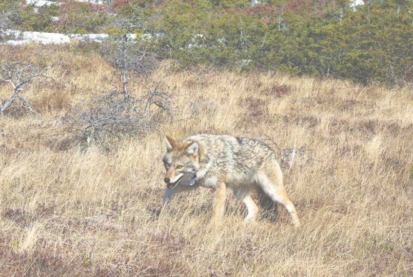 The Eastern coyote migrated to the island of Newfoundland in the mid-1980s, eventually establishing itself across the whole island. These canines generally weigh about 25-40 lbs.