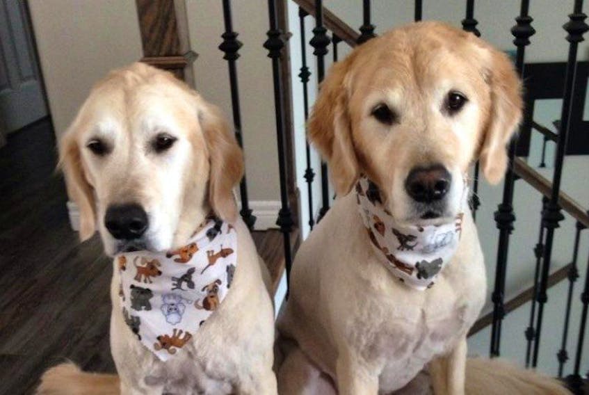 Casey (right) and Finnegan, two golden retrievers from St. John’s, fell off a cliff recently. Casey did not survive, and a fundraising page has been set up to help pay for Finnegan’s surgery and vet care.
