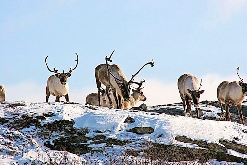 George River caribou herd.