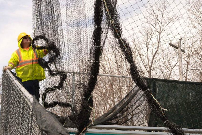 Dean Senior helps untangle the backstop mesh stretching across the home plate and baseline area at St. Pat's Ball|Park Monday.