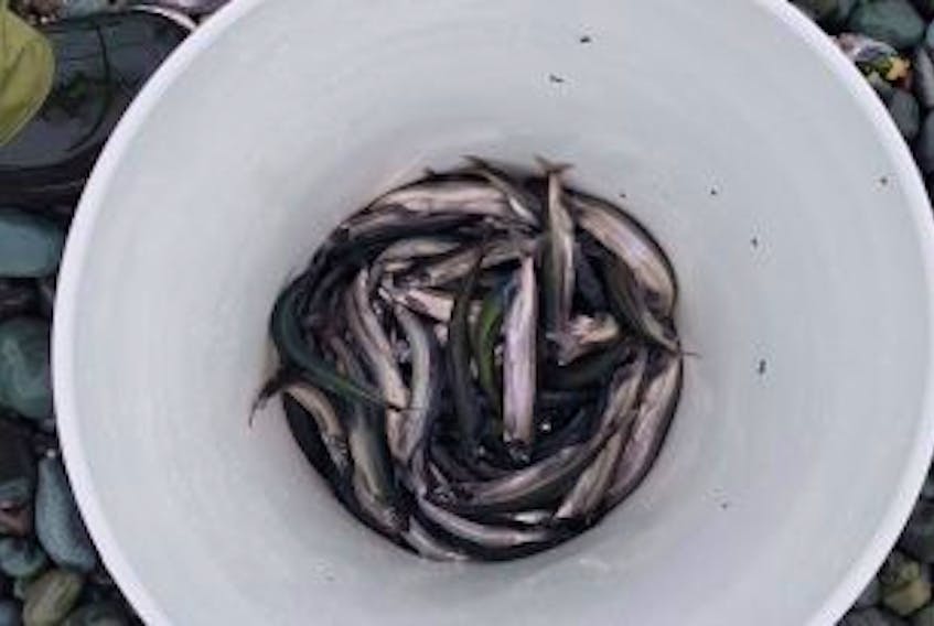 ['In this undated handout photo from the Department of Fisheries and Oceans, samples of <strong>capelin</strong> are seen in a bucket after being caught near the town of Middle Cove.']