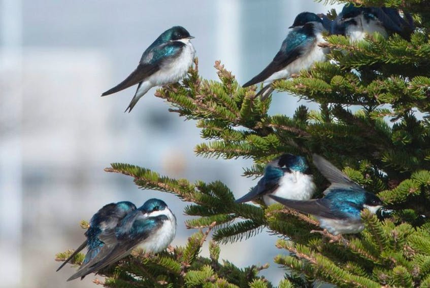 Tree swallows huddle together for warmth on the lee side of a spruce tree while waiting for the day to warm up enough to activate the flying insects over Quidi Vidi Lake in St. John’s.
