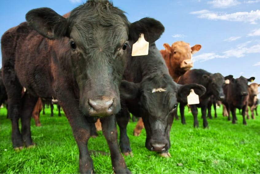 The provincial Department of Fisheries and Land Resources is seeking farmers to consider entering into a five-year contract that will further diversity the province’s beef industry. 