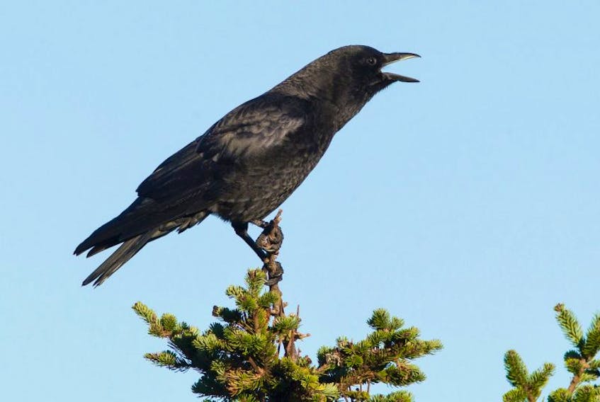 A crow announces the presence of spring from the top of a tall spruce tree.