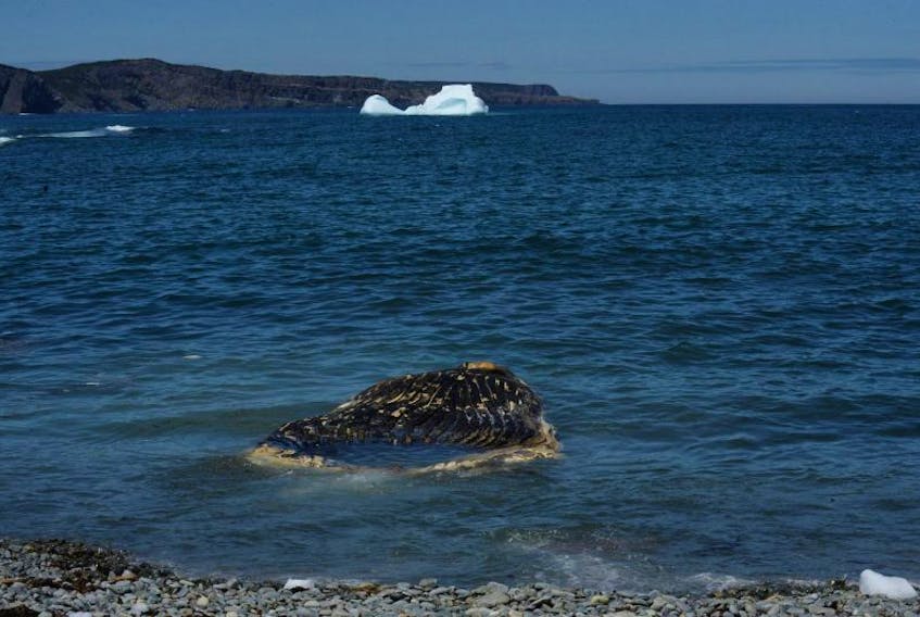 A rotting whale carcass and an iceberg share space in off Outer Cove Beach Tuesday. The body of the whale washed ashore over the Victoria Day weekend, prompting concerns from residents.
