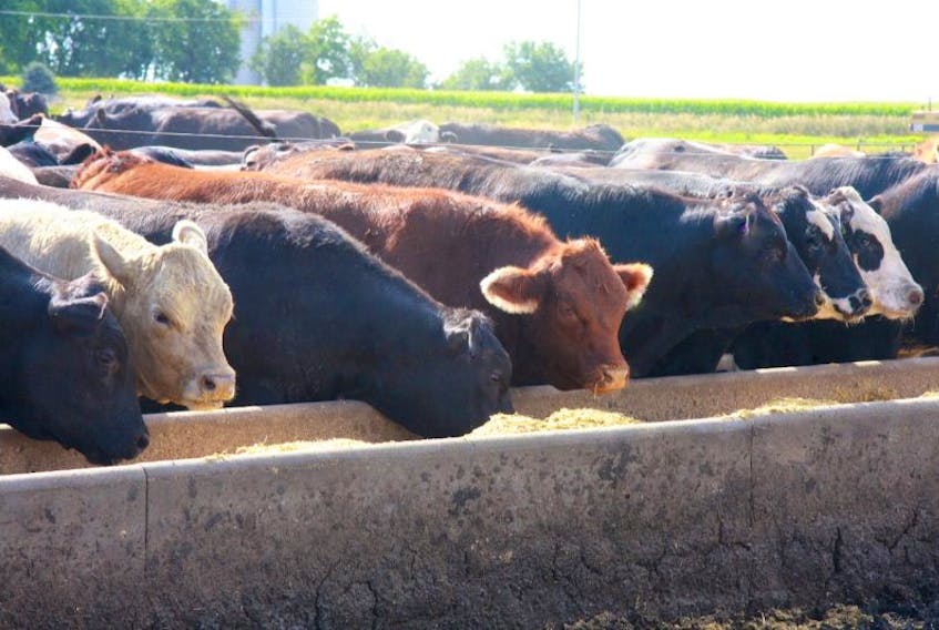 Maritime cattle producers are asking the federal and provincial governments for support in growing the industry. 