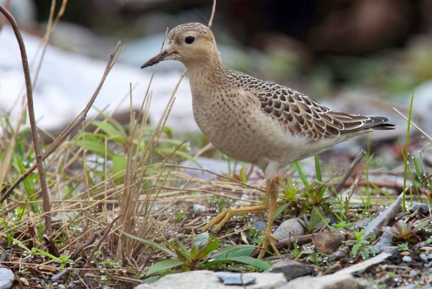 With an air of elegance, a buff-breasted sandpiper tiptoes through the grass looking for insects to eat.