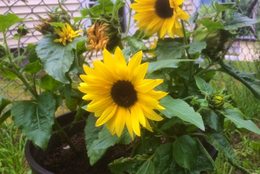 Water droplets dress sunflowers in a St. John’s backyard Saturday morning.
