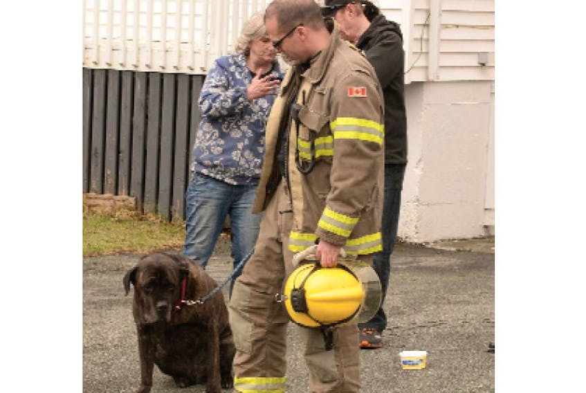 The resident of a basement apartment in a home on Pynn Place shows her soot-filled hands as a firefighter holds Jack, an Italian mastiff, that the resident took out of the smoke-filed home Thursday morning.