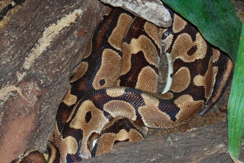 A ball python, like the one pictured, escaped its habitat in a home in the west end of St. John's early Saturday. 