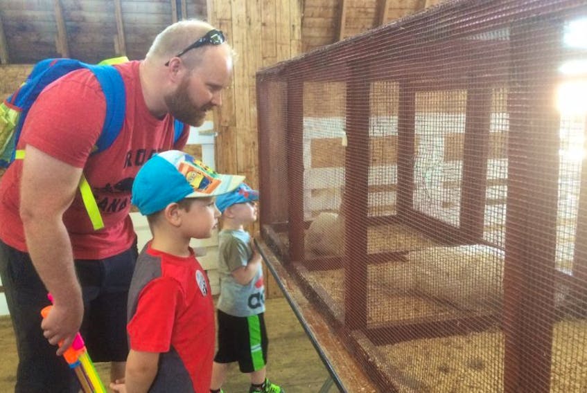 Jon Collins of Mount Pearl was making the rounds of exhibits and events at the 59th Annual Farm Field Day at the St. John's Research and Development Centre on Brookfield Road Saturday morning. In this picture Collins and his sons James, 5, and Daniel, 2,  take a moment to look at young turkeys in the animal barn. James says the farm day is one of his favourite events, and his dad said the boys were excited to come to the research station.
