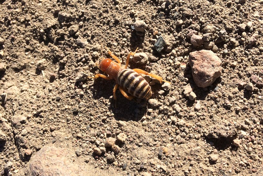 A Jerusalem cricket in the High Rock Canyon, Nevada.