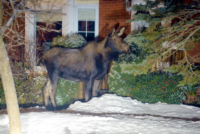 A resident of Samson Street in Mount Pearl will be wondering what happened to his yard Sunday morning after a moose spent about thirty minutes munching on what must have been delicious bushes in front of the home.