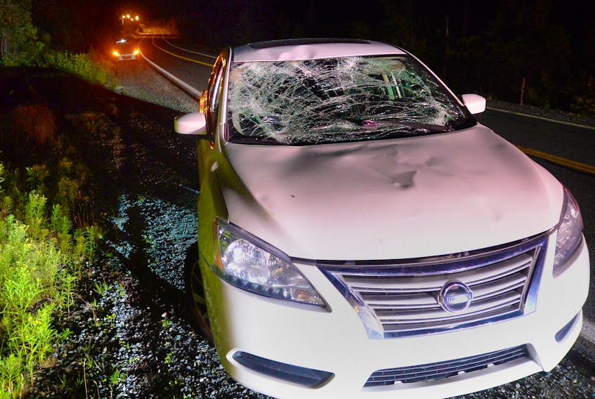 A car collided with a moose on Maddox Cove Road Monday night. Keith Gosse/The Telegram