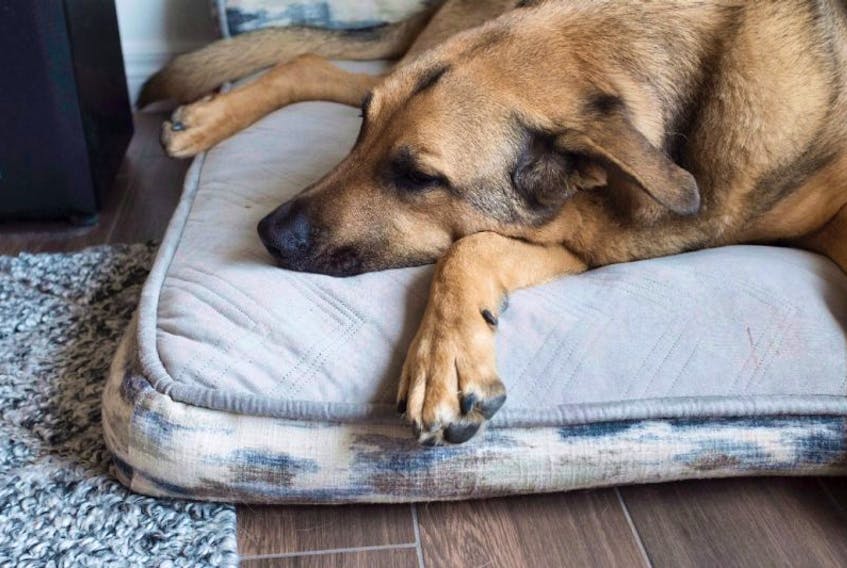 The owners of Ozzie, a German shepherd cross who lives in Guelph, Ont., pay about $45 a month for pet insurance. Pet insurance can really pay off in the long run — just don’t wait until your pet develops a medical condition before you sign up for it.
