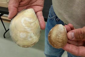 Dr. Jean-Marc Gagnon compares the new species of giant file clam (left) to a regular-sized file clam.