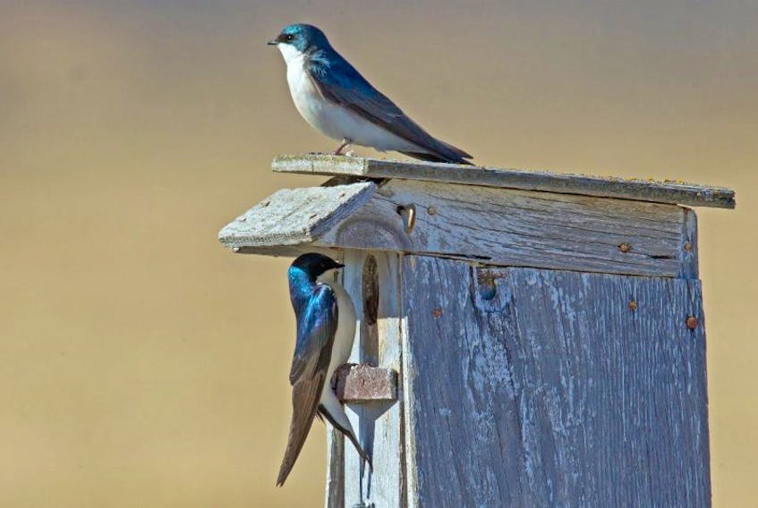A pair of tree swallows inspects last year’s nest box with intentions of setting up a home for the summer.