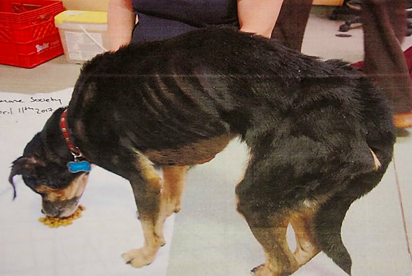 A photo provided as evidence during an animal cruelty trail in Charlottetown of Nicholas, a mixed Labrador/Rottweiler dog recovering at the P.E.I. Humane Society earlier this year.
