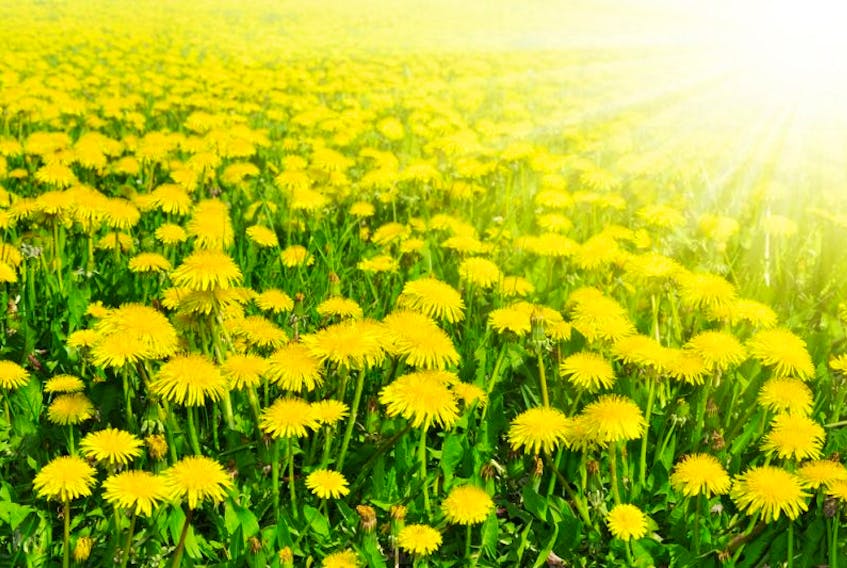 The P.E.I. Environmental Health Co-op is hosting its 11th Dandelion Festival at Stratford Town Hall on Victoria Day from 10 a.m.-3 p.m.