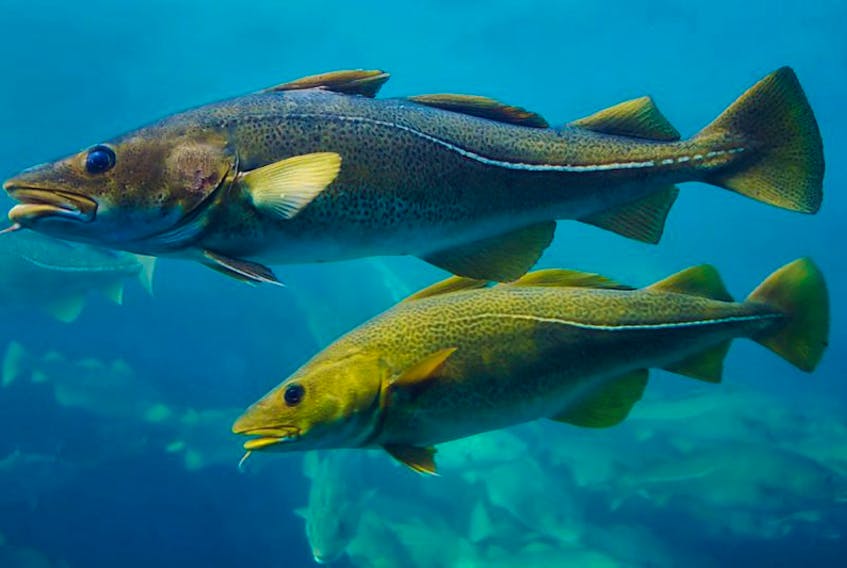 A recent DFO assessment confirmed the cod biomass is growing.