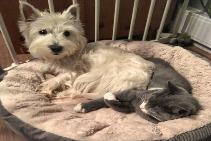 Darcy the cat was adopted in March to Gemma Lundrigan and Cody Collins.  Gemma says: “We adopted Darcy to be a friend for our new puppy, who was lonely.  These two are now thick as thieves, cuddling and playing together around the house.”