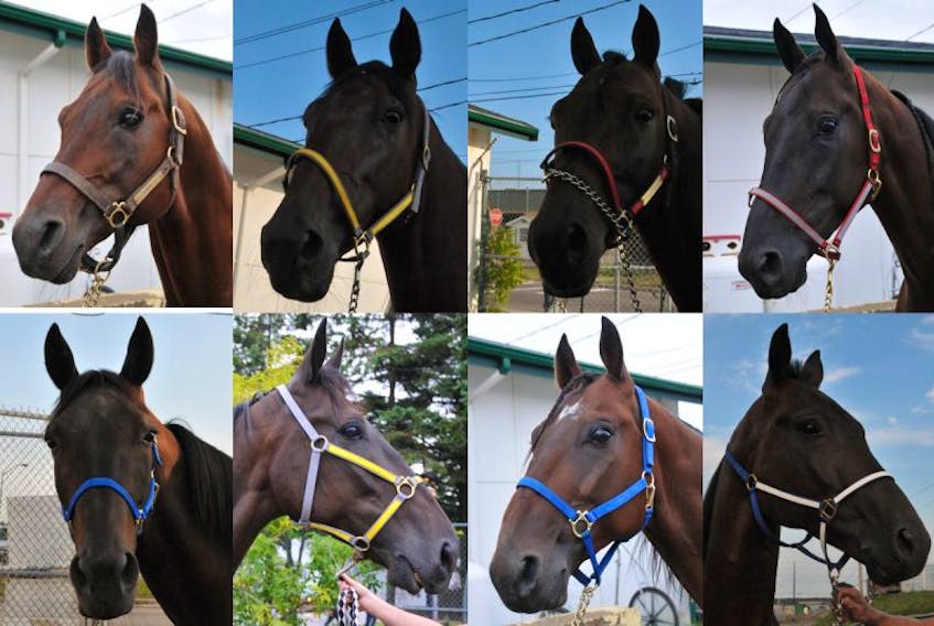 The horses in the 2017 Gold Cup and Saucer, top row, from left, Crombie A, Sapphire City, Arque Hanover, Shadow Place, Ys Lotus, Always At My Place, Do Over Hanover and Sports Lightning.