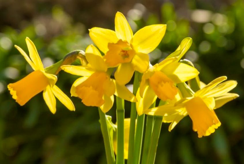 A small bunch of miniature daffodils or Narcissi