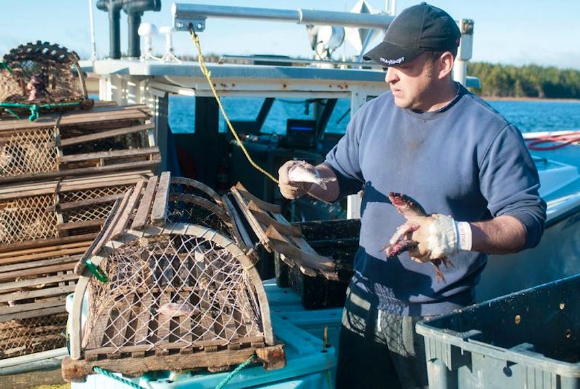Blake Buote baits a lobster trap on the wharf in North Rustico. Buote, who has been fishing with his father for years, now has his own boat, Rustico Queen, and this is his first season out on his own.