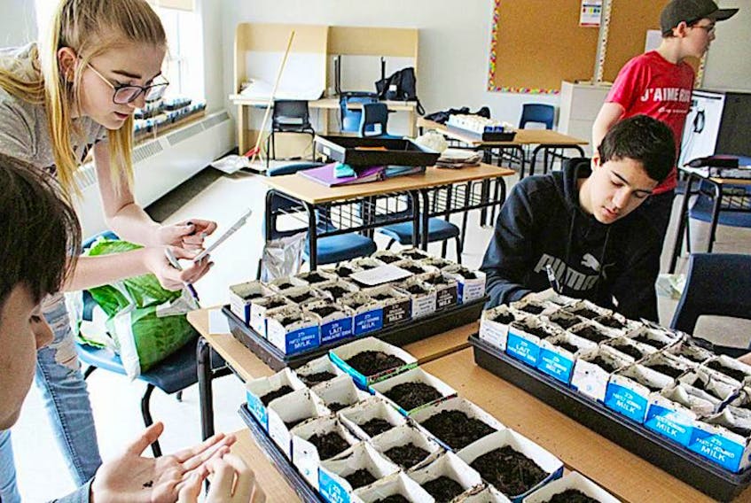 Students from Paul Killorn’s Grade 10 careers class at École François-Buote in Charlottetown, from left, Arno Blancheton, Sarah Edwards, Ali Messayah and Jérémie Buote, are seen planting seeds in small milk cartons. As soon as weather permits, the sprouts will be transplanted outside.