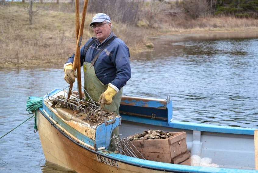 Lloyd Kelly sorts through oysters on his tonging board while working a small bed in Meggison’s Creek along the Mill River. 