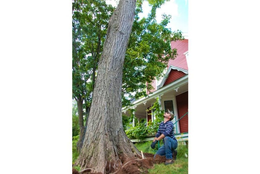 Morgan Laverty, a Dutch elm disease technician, treats a tall American elm tree on Hillsborough Street in Charlottetown Thursday in an attempt to help prevent the healthy tree from contracting Dutch elm disease.
