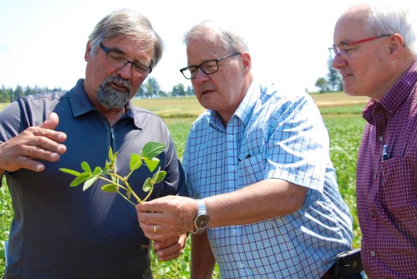 P.E.I. Federation of Agriculture president David Mol, left, Agriculture and Agri-Food Minister Lawrence MacAulay, centre, and Malpeque MP Wayne Easter look over a soybean plant at the Harrington Research Farm. The trio was on hand Friday as MacAulay announced $300,500 in federal funding for a risk assessment of agriculture on the island.