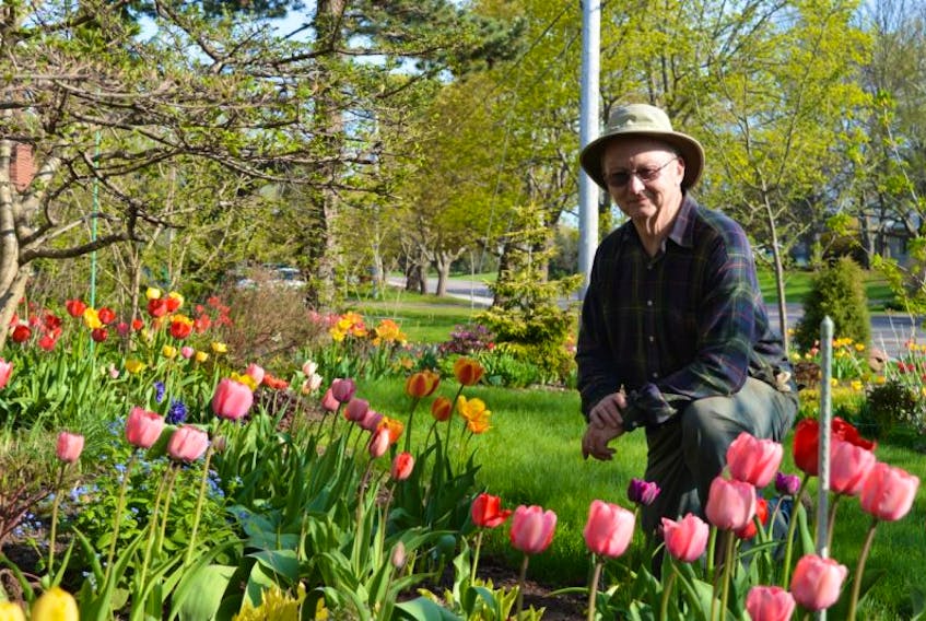 Avid gardener Ken MacDonald takes advantage of the lovely spring weather Thursday afternoon to tend to his massive display of tulips in front of his house in Charlottetown. MacDonald says he finds gardening relaxing and has been doing it for almost 20 years. He is selling approximately 400 starter plants at the Trinity United Church in Charlottetown on May 27, 8-11 a.m., as part of a plant, bake and book sale. 