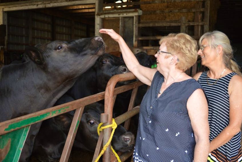 Heather Dixon, left, and Fran Albrecht, directors with the Crapaud Exhibition Association, say livestock exhibits, which feature animals such as these Angus steers, are an integral part of the annual Crapaud Exhibition. The 64th annual event is July 28-30.
