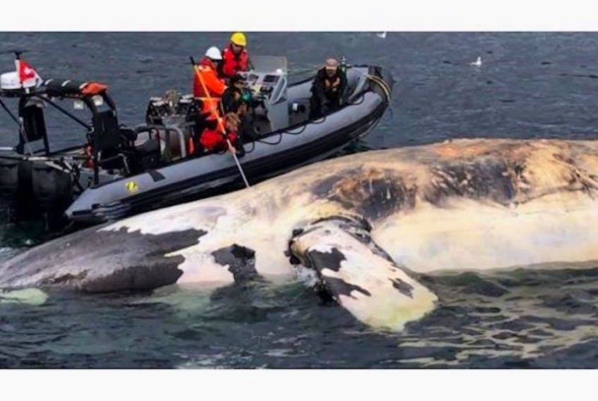 Researchers examine one of the North Atlantic right whales that have died in the Gulf of St. Lawrence, in this recent handout photo. The Canadian Coast Guard and Fisheries and Oceans beached a dead right whale on a Prince Edward Island shore to learn what has killed at least 10 of the endangered mammals this summer. 


