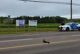 Lucy and her ducklings cross University Avenue on Tuesday morning under the watchful eye of Charlottetown police officers. 
