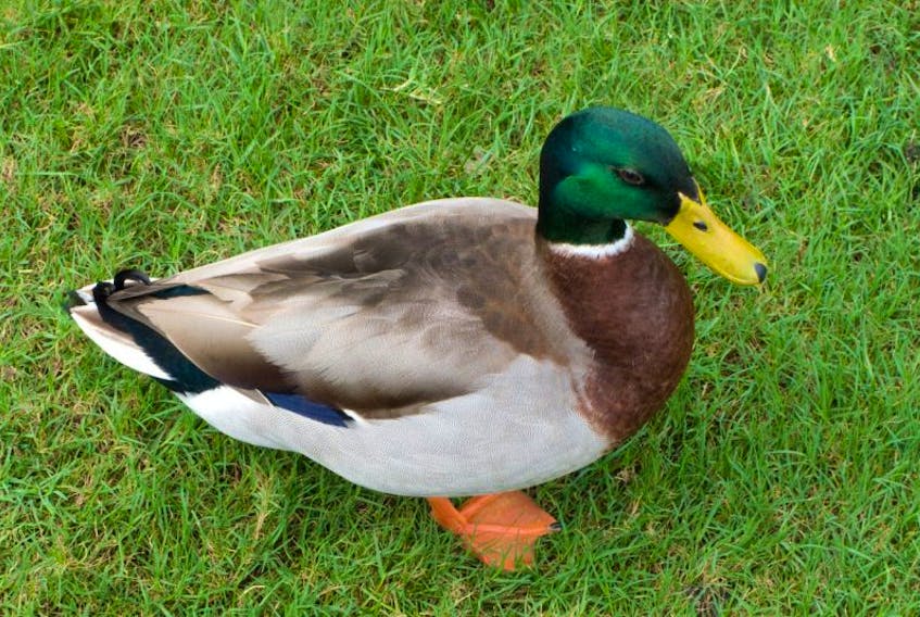 A mallard duck. 