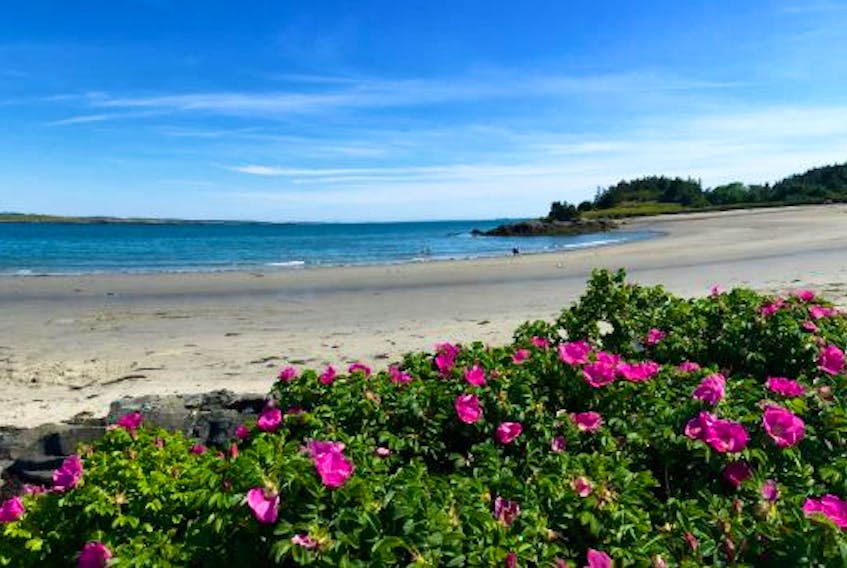 Banks of rugosa roses grow along the shoreline of John’s Cove Beach. The site, which is a popular destination on hot days, has no bathroom facilities. Carla Allen Photo
