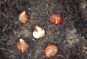 With winter approaching, it's a good time to plant bulbs in anticipation of colour in the spring.