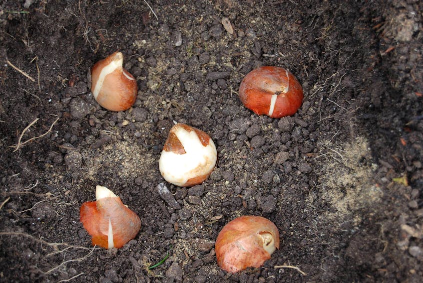 With winter approaching, it's a good time to plant bulbs in anticipation of colour in the spring.