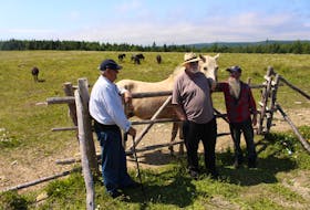 Fred Parsons (from left), Clifford George and Art Cole, spending a little time with the horse Prince, as some Newfoundland ponies graze in the background at the Swansea pastures. – Andrew Waterman/The Telegram