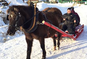Newfoundland Ponies can pull twice their weight, their bodies adapting over the years to the hard work in Newfoundland and Labrador hauling firewood, wood for construction, and other material to build infrastructure like wharves. JamJam takes its owner Dominique Lavers and a friend for a sleigh ride in Seal Cove. Contributed
